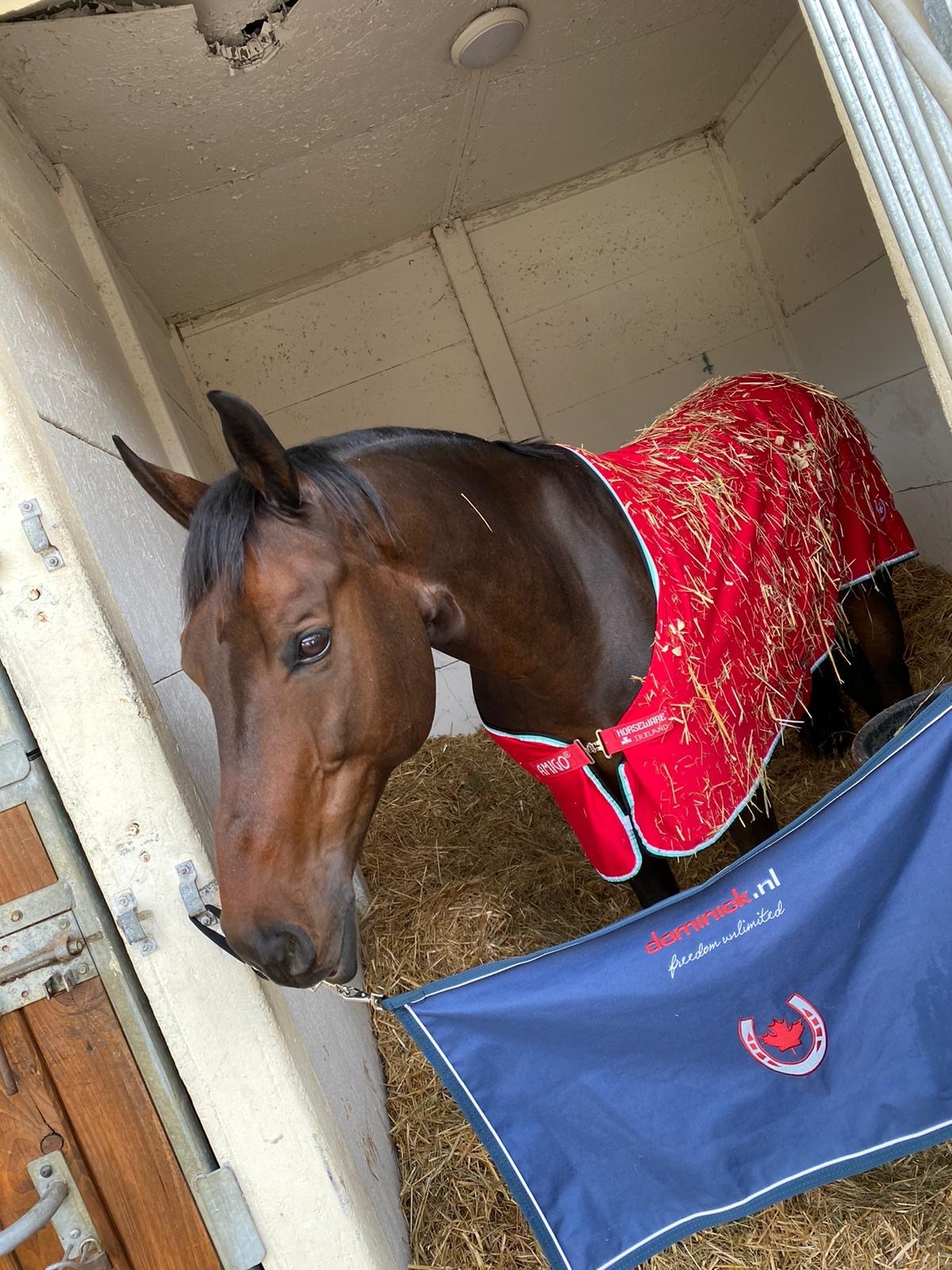 Behind the Scenes with Silver Medalist Kelly Houtappels-Bruder at the FEI World Driving Championship for Singles